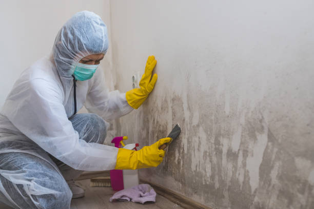 Best Mold Remediation for Healthcare Facilities  in Ceredo, WV